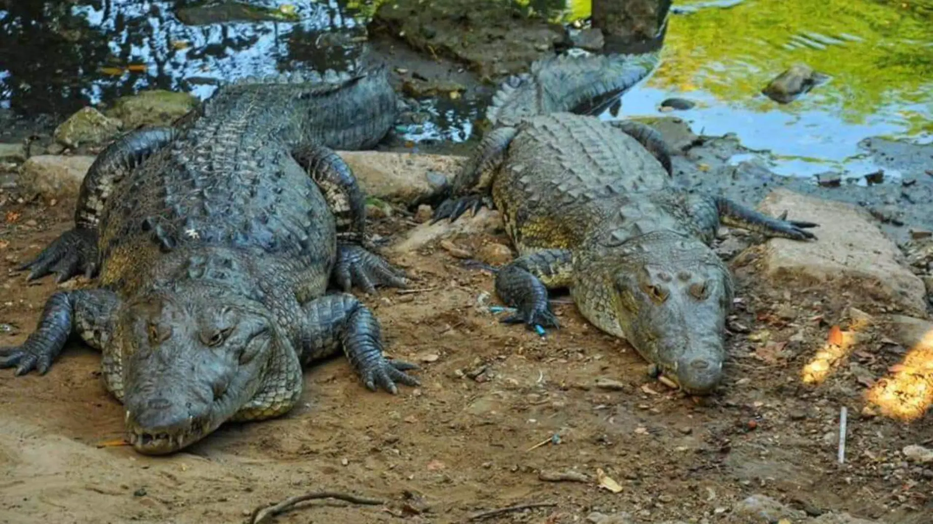 Cocodrilos sueltos en el sur de Tamaulipas capturan más de 170 en una semana  Seduma (2)